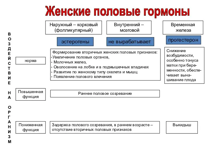 Наружный – корковый (фолликулярный) Внутренний – мозговой Временная железа эстерогены