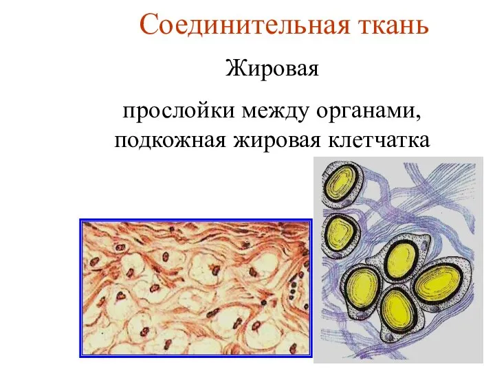 Соединительная ткань Жировая прослойки между органами, подкожная жировая клетчатка