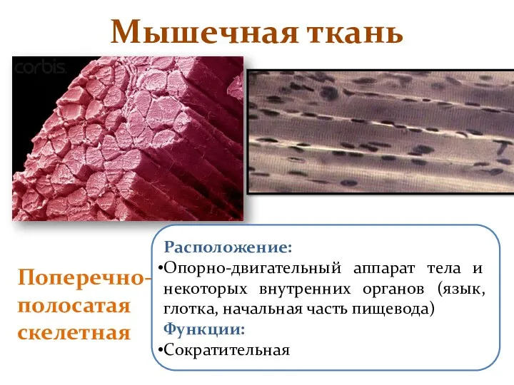 Мышечная ткань Поперечно-полосатая скелетная Расположение: Опорно-двигательный аппарат тела и некоторых