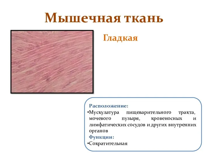 Гладкая Мышечная ткань Расположение: Мускулатура пищеварительного тракта, мочевого пузыря, кровеносных