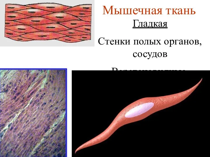 Мышечная ткань Гладкая Стенки полых органов, сосудов Веретеновидные, одноядерные