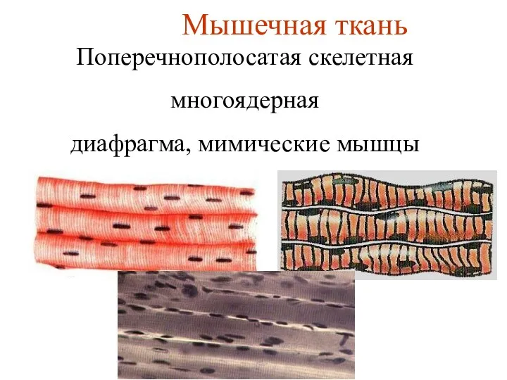 Мышечная ткань Поперечнополосатая скелетная многоядерная диафрагма, мимические мышцы