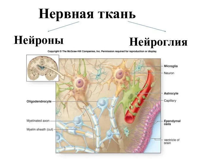 Нервная ткань Нейроны Нейроглия