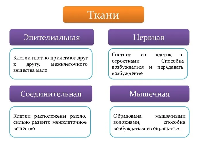 Ткани Эпителиальная Нервная Соединительная Мышечная Клетки плотно прилегают друг к