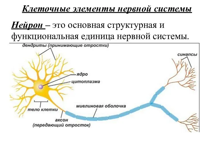 Клеточные элементы нервной системы Нейрон – это основная структурная и