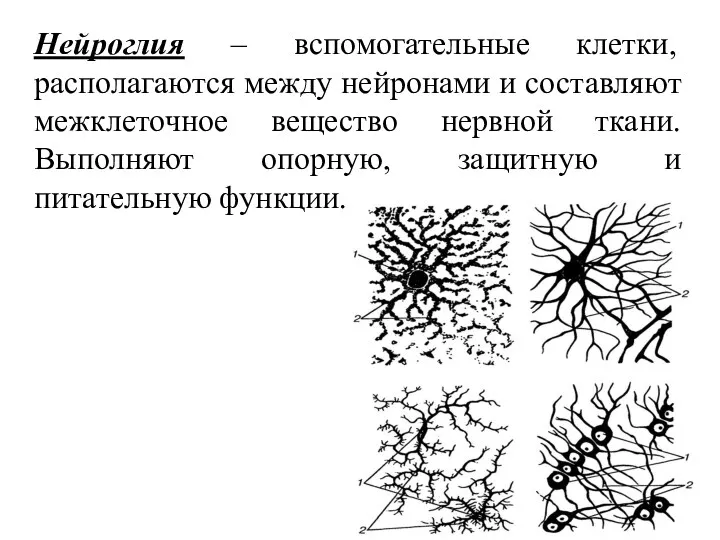 Нейроглия – вспомогательные клетки, располагаются между нейронами и составляют межклеточное