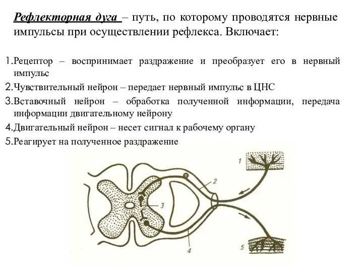 Рефлекторная дуга – путь, по которому проводятся нервные импульсы при