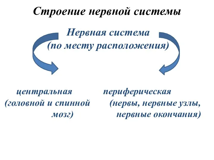 Строение нервной системы Нервная система (по месту расположения) центральная периферическая