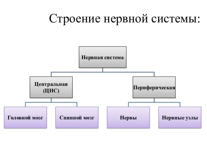 Строение нервной системы: