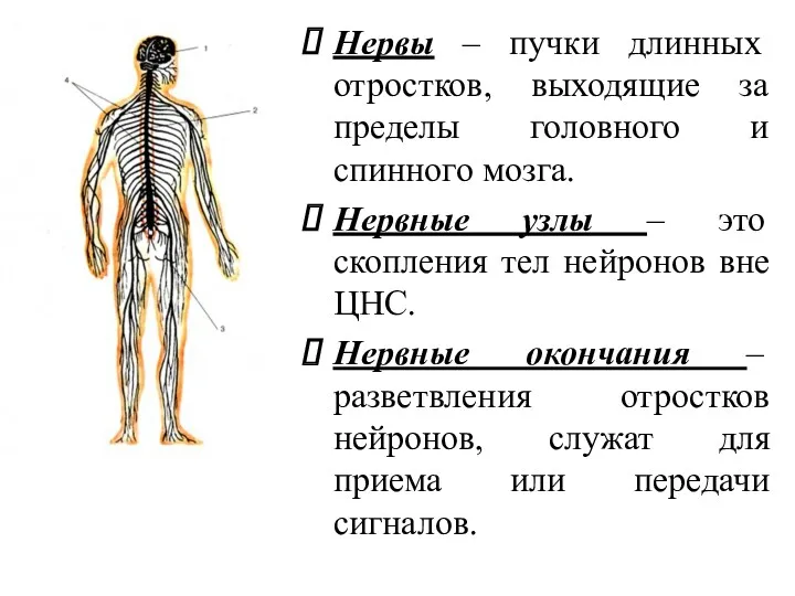 Нервы – пучки длинных отростков, выходящие за пределы головного и