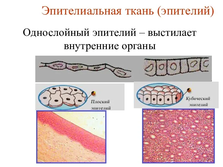 Эпителиальная ткань (эпителий) Однослойный эпителий – выстилает внутренние органы