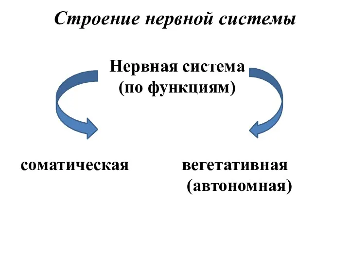 Строение нервной системы Нервная система (по функциям) соматическая вегетативная (автономная)