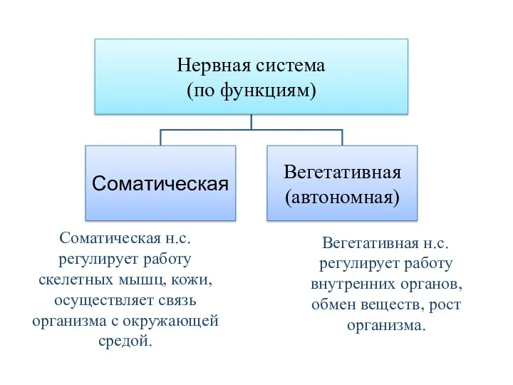 Вегетативная н.с. регулирует работу внутренних органов, обмен веществ, рост организма.