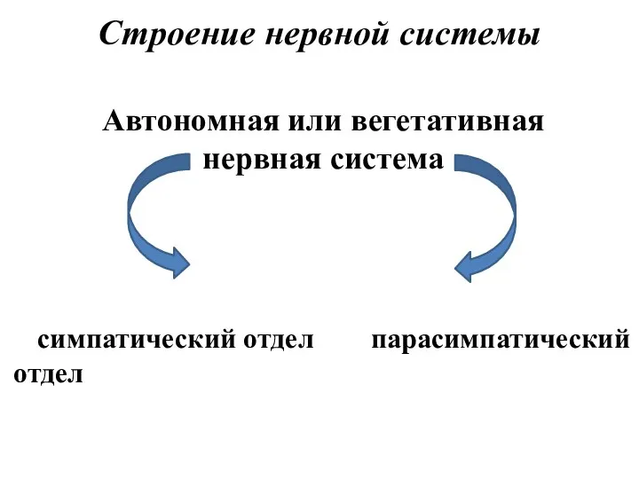 Строение нервной системы Автономная или вегетативная нервная система симпатический отдел парасимпатический отдел