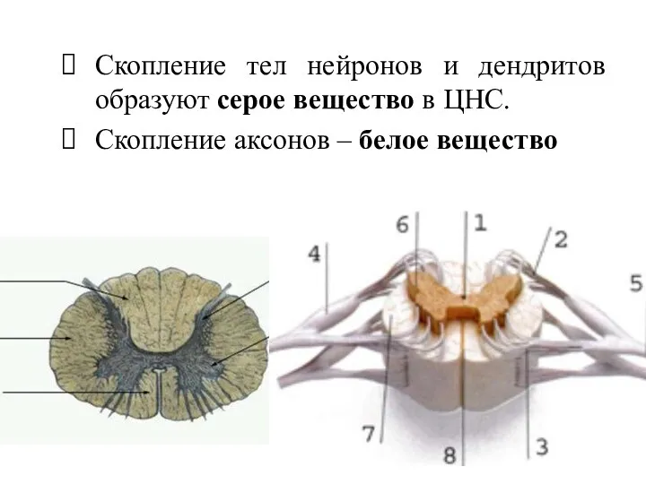 Скопление тел нейронов и дендритов образуют серое вещество в ЦНС. Скопление аксонов – белое вещество