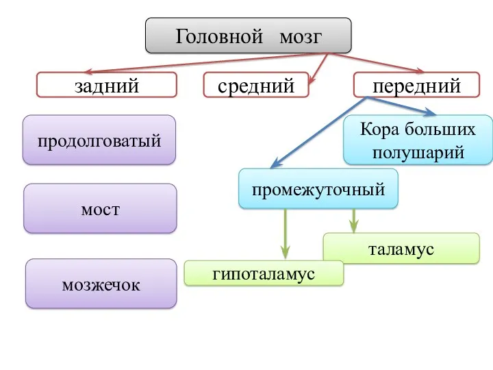 Головной мозг задний средний передний продолговатый мост мозжечок промежуточный Кора больших полушарий таламус гипоталамус