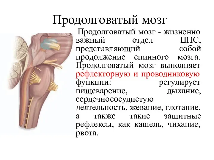 Продолговатый мозг Продолговатый мозг - жизненно важный отдел ЦНС, представляющий