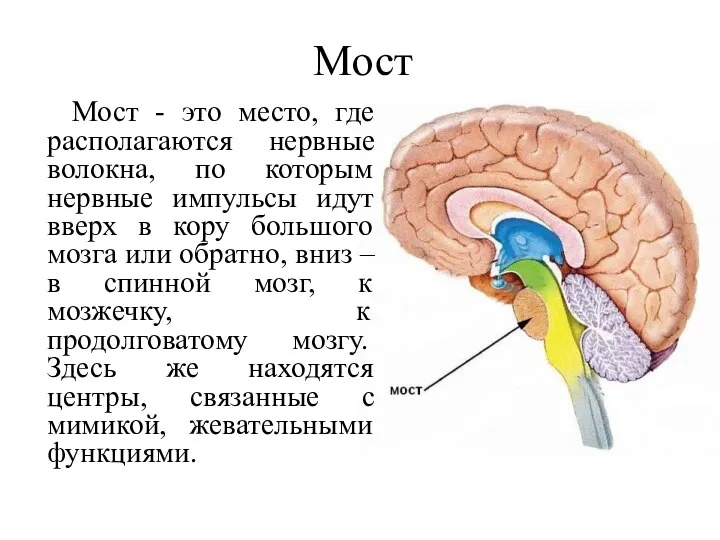 Мост Мост - это место, где располагаются нервные волокна, по