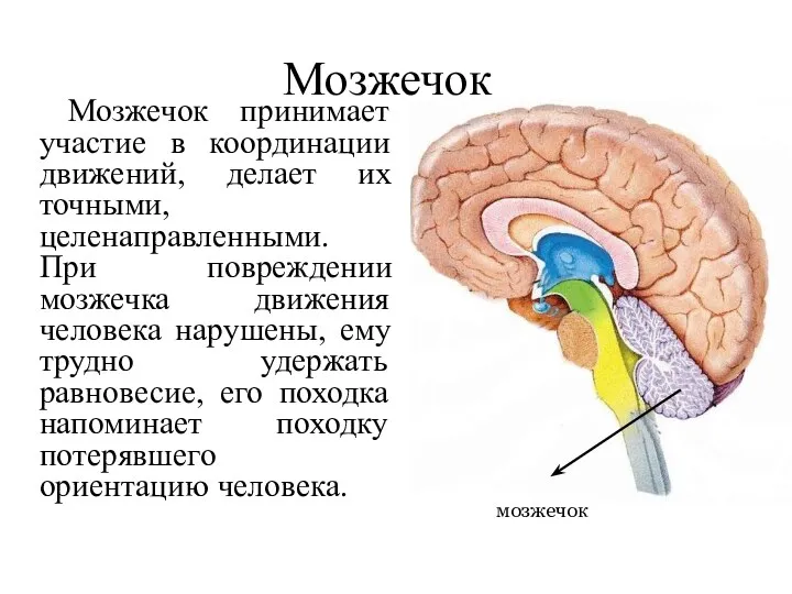 Мозжечок Мозжечок принимает участие в координации движений, делает их точными,