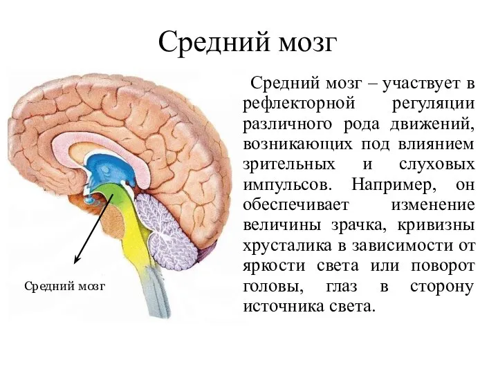 Средний мозг Средний мозг – участвует в рефлекторной регуляции различного