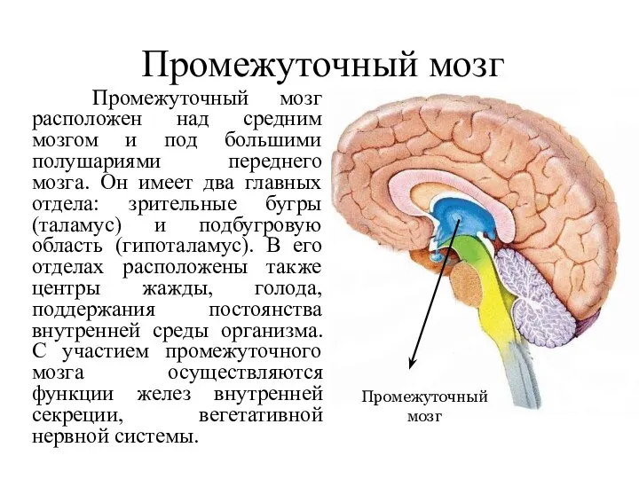 Промежуточный мозг Промежуточный мозг расположен над средним мозгом и под