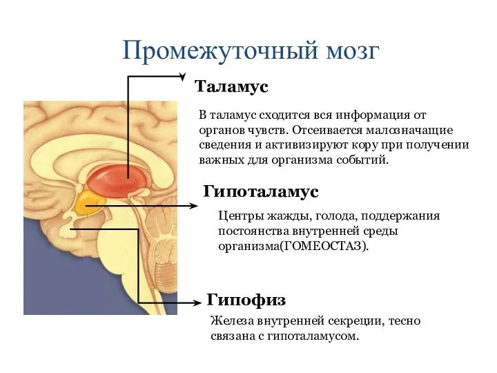 Промежуточный мозг Таламус В таламус сходится вся информация от органов