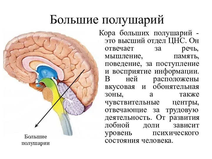 Большие полушарий Кора больших полушарий - это высший отдел ЦНС.