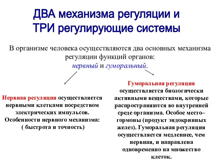 ДВА механизма регуляции и ТРИ регулирующие системы В организме человека