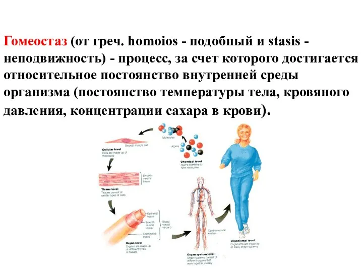 Гомеостаз (от греч. homoios - подобный и stasis - неподвижность)