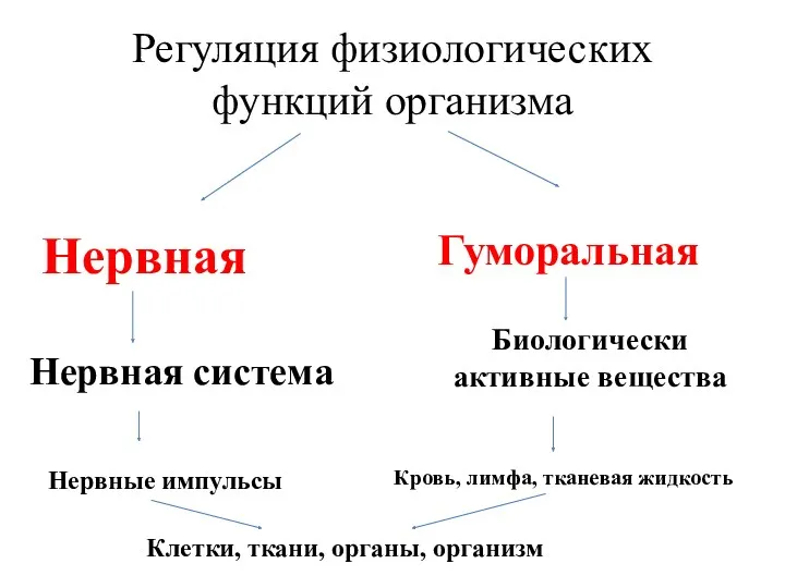 Регуляция физиологических функций организма Нервная Гуморальная Нервная система Нервные импульсы