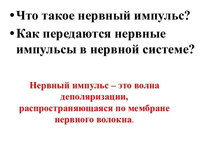 Что такое нервный импульс? Как передаются нервные импульсы в нервной