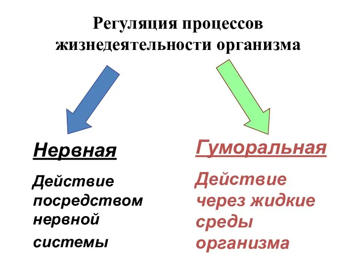 Регуляция процессов жизнедеятельности организма Нервная Действие посредством нервной системы Гуморальная Действие через жидкие среды организма