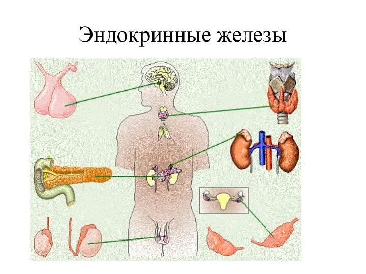 Эндокринные железы