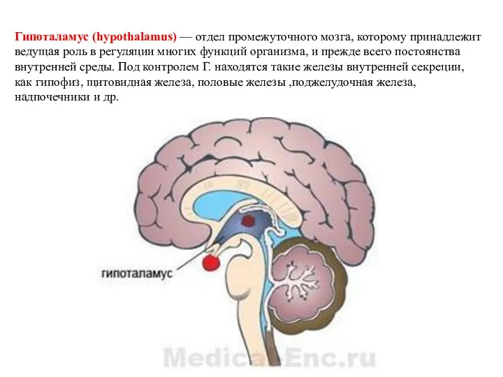 Гипоталамус (hypothalamus) — отдел промежуточного мозга, которому принадлежит ведущая роль