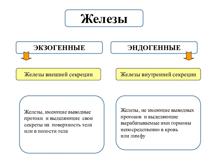 Железы ЭКЗОГЕННЫЕ ЭНДОГЕННЫЕ Железы внешней секреции Железы внутренней секреции Железы,