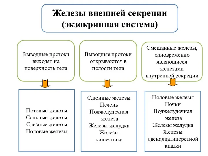 Железы внешней секреции (экзокринная система) Выводные протоки выходят на поверхность