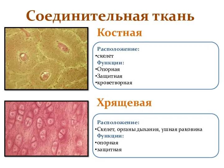 Соединительная ткань Костная Хрящевая Расположение: скелет Функции: Опорная Защитная кроветворная