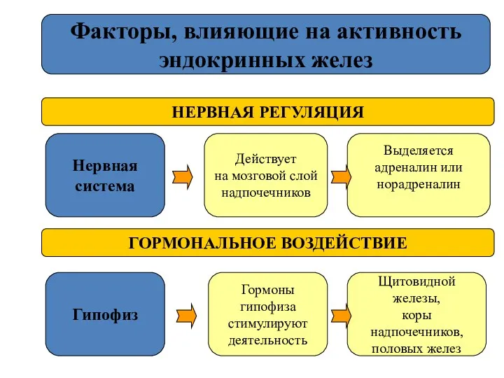 Факторы, влияющие на активность эндокринных желез НЕРВНАЯ РЕГУЛЯЦИЯ ГОРМОНАЛЬНОЕ ВОЗДЕЙСТВИЕ