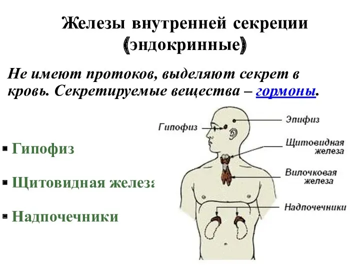 Железы внутренней секреции (эндокринные) Не имеют протоков, выделяют секрет в