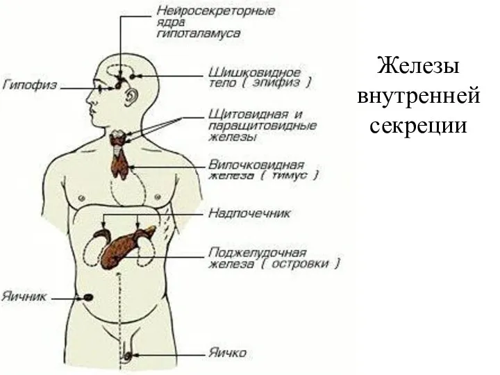 Железы внутренней секреции