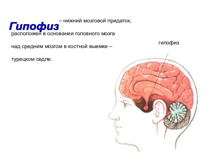 – нижний мозговой придаток, расположен в основании головного мозга над