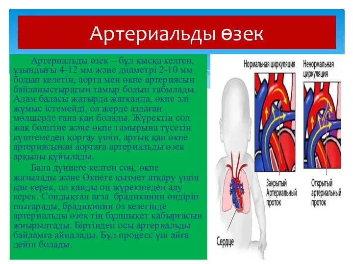 Артериальды өзек – бұл қысқа келген, ұзындығы 4-12 мм және