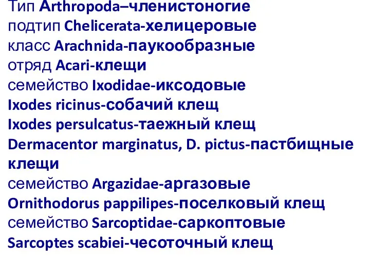 Тип Аrthropoda–членистоногие подтип Chelicerata-хелицеровые класс Arachnida-паукообразные отряд Acari-клещи семейство Ixodidae-иксодовые