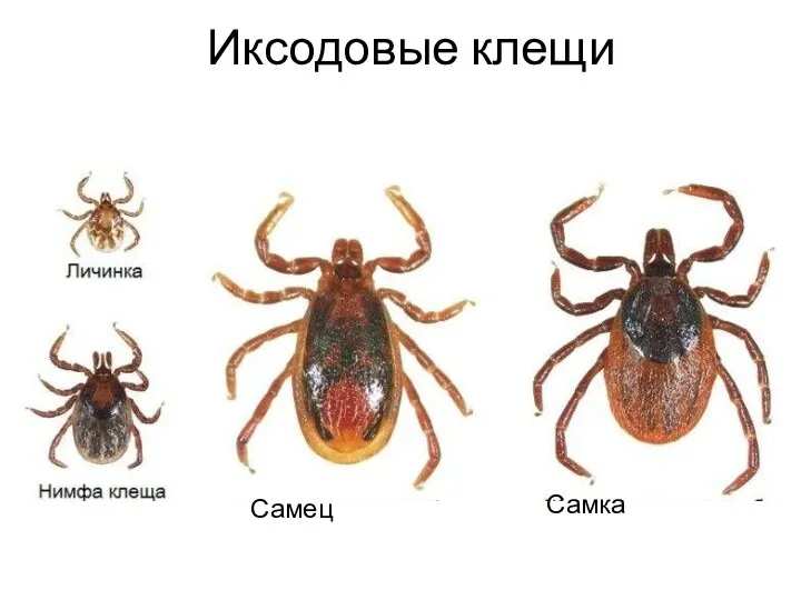 Иксодовые клещи Самец Самка