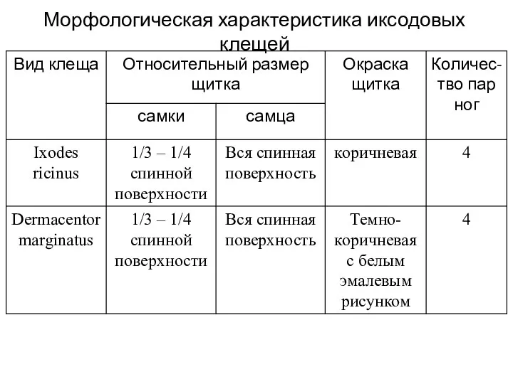 Морфологическая характеристика иксодовых клещей