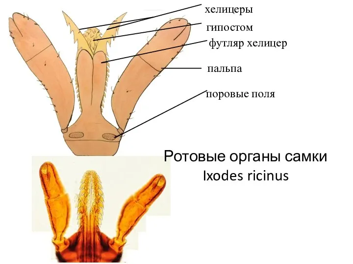 Ротовые органы самки Ixodes ricinus хелицеры гипостом футляр хелицер пальпа поровые поля