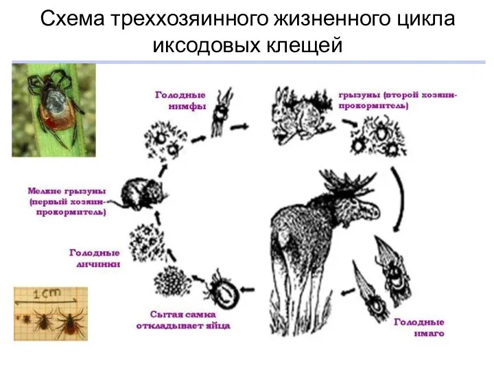 Схема треххозяинного жизненного цикла иксодовых клещей