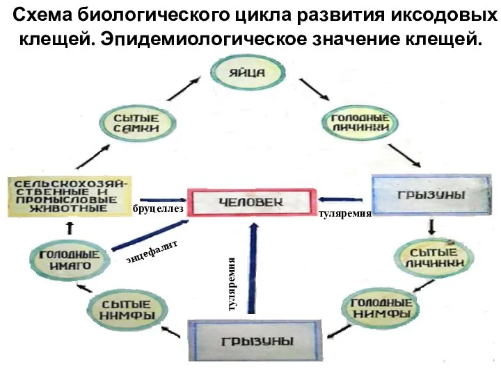 Схема биологического цикла развития иксодовых клещей. Эпидемиологическое значение клещей. туляремия туляремия бруцеллез энцефалит