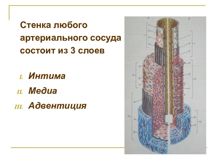 Стенка любого артериального сосуда состоит из 3 слоев Интима Медиа Адвентиция