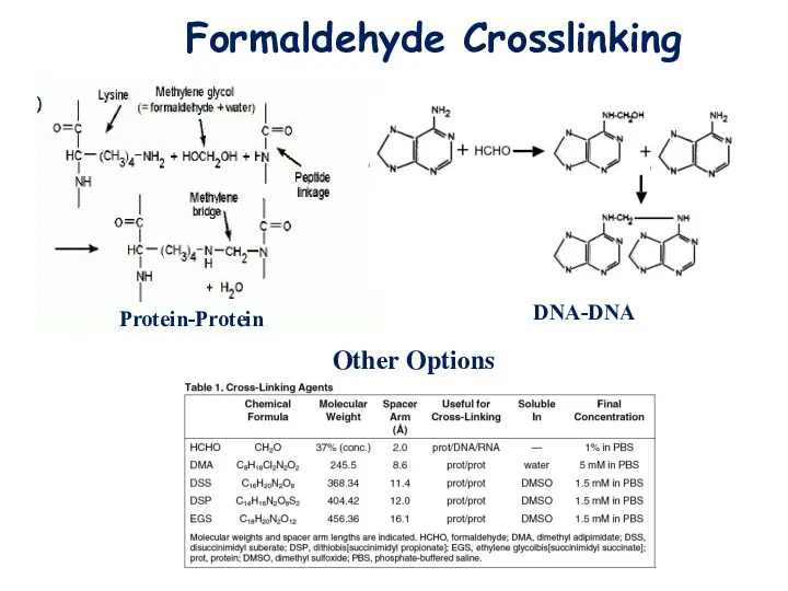 Formaldehyde Crosslinking Protein-Protein DNA-DNA Other Options